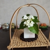 紫陽花の運気　信じる？信じない？　いつなの？