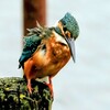 手賀沼ボート乗り場横の杭の上のカワセミ