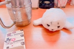 コメダへの熱愛