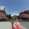 #上野公園#桜