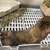 食べたらすぐにゴロン！