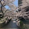 木屋町高瀬川の桜2023