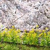 安曇野の菜の花