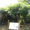 フジ剪定３