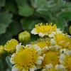 イソギクの園芸種？