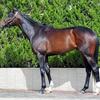 【ダービー馬体診断】ペルシアンナイト