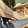 昨日と打って変わり…と思いきや？