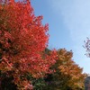 兵庫県立淡路島公園。モミジバフウ紅葉。メジロ、ジョウビタキ、ヤマガラ、セグロセキレイ、モズ。