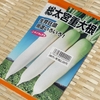 大根とカブの種蒔き