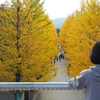 10月最終日、“ワイフ君”とあづま運動公園のイチョウ並木を見に行きました