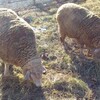 雪と草を食べる羊山の羊たち