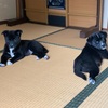 黒い犬の写真