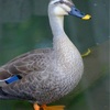 ４月の赤塚植物園、その１。