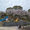 福岡県飯塚市の桜の名所【大将陣公園】は人出で賑わっていた。