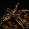 赤いサメ |Dyckia goehringii seeding x’Red shark’