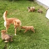 ドッグランデビューした子犬たちとテレサ