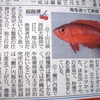 周防大島沖で南の魚