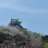 館山城の桜を見に行きました