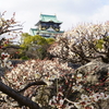 大阪城公園　梅林