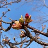 \焼津市にあるぴったんCoサークル‼︎本日は吉田公園で遠足気分♬