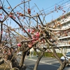 中宮団地の公園