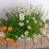 寄せ植え鉢-V14　2014/11～2015/6　花日記