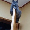 ２つの高気圧がランデブー 🤣🤣🤣