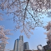 横浜の桜2019年4月6日、13日