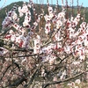 三隅梅林公園に咲いていた梅の花たちをパチリ ④