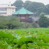 まんぼぅくん、　上野不忍池の蓮の花　その7