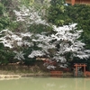 桜の花衣をまとう三輪山の麓。日本最古の社【八大竜王 辯財天 大神 龗神神社