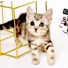 久しぶりに『きまぐれねこにゃん』を買ってみたぞ！猫クイズはやはり難しい！