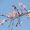 南阿蘇村に政治の春がやってきた