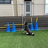 黒柴 🐶 つん