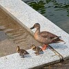 カルガモ親子が、今年も。