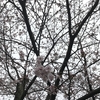 桜と梅のツバキの開花状況2017  我が家の樹木定点観察〈京都府南部〉 Blooming status of cherry & ume blossoms at my house garden, Southern part of Kyoto prefecture  Date: Apr. 07, 2017