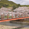 柴犬、今年も桜をバックに吊り橋渡る