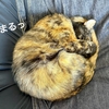 まーるいきんつばとまーるい猫さん。