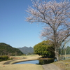桜お花見ゴルフ満喫
