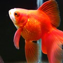 isakosanの働きたくない金魚日記