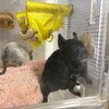 くろごまあん二世 256日目