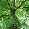 森の中を歩く瞑想、自然の大いなる豊かさの香り☆ミカエル・ザヤット（MZ）精油ミニ講座第３回