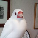 ぶんちょうJoyジョイfulフルぷらす