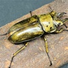 【飼育記】ババオウゴンオニクワガタ