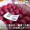 マンゴーの出荷が最盛期