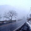 雪の中の福寿草