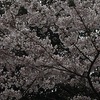 暗い桜の写真をフォトでさくら色に編集した・・・