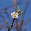 咲いた咲いた&#127800;