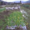 本年最後の収穫