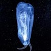 「サルパ」、謎の生物